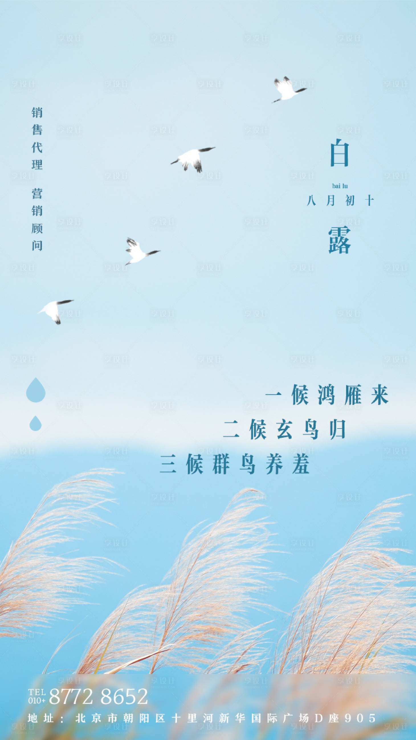 白露节气移动端海报