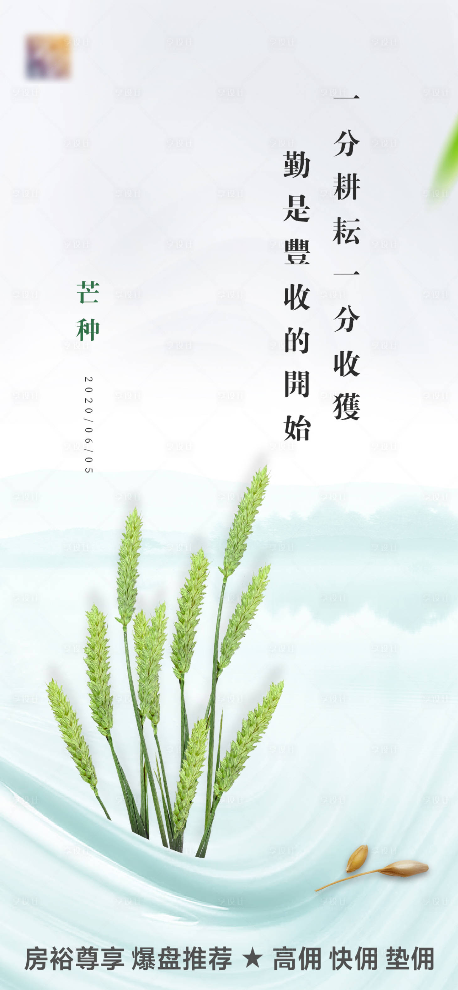 【源文件下载】 海报 二十四节气 芒种 小麦 麦子 稻谷 水墨